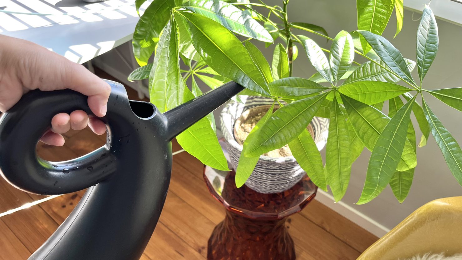 簡単に増やせる観葉植物 パキラ 育て方を知ってお部屋を緑の楽園にしよう 暮らし方から物件探し