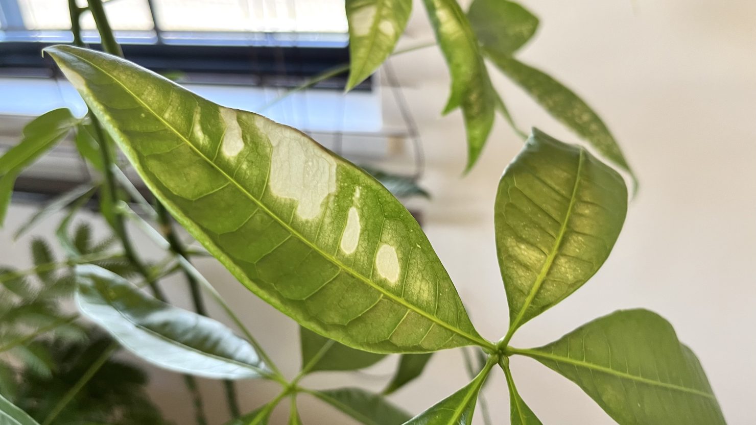 簡単に増やせる観葉植物 パキラ 育て方を知ってお部屋を緑の楽園にしよう 暮らし方から物件探し