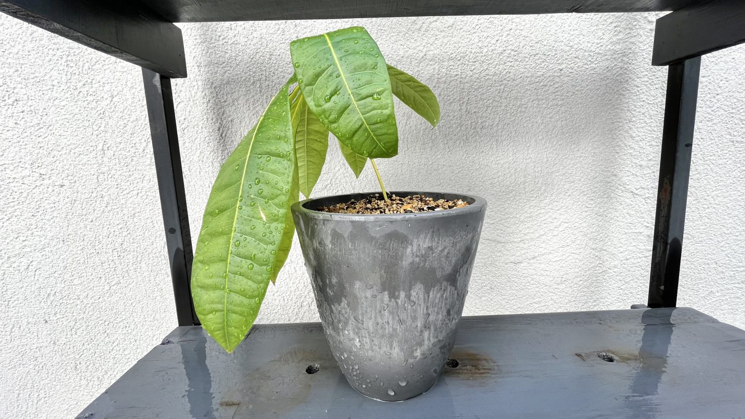 簡単に増やせる観葉植物 パキラ 育て方を知ってお部屋を緑の楽園にしよう 暮らし方から物件探し
