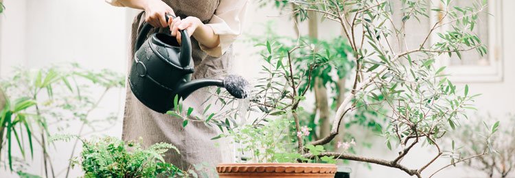 ホームズ 神奈川県から 本格的にガーデニングを楽しみたい のタグが ホームズ 神奈川県から 本格的にガーデニングを楽しみたい のタグが